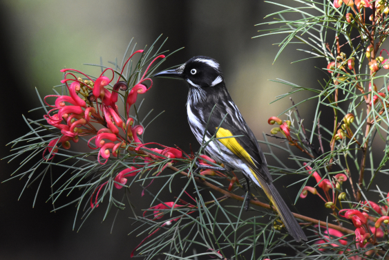 A New Holland honeyeater (Phylidonyris novaehollandiae) feeding on Wilson’s grevillea (Grevillea wilsonii), a favorite honeyeater food endemic to Western Australia. Photograph by Gerald Allen (Macaulay Library 271643651).